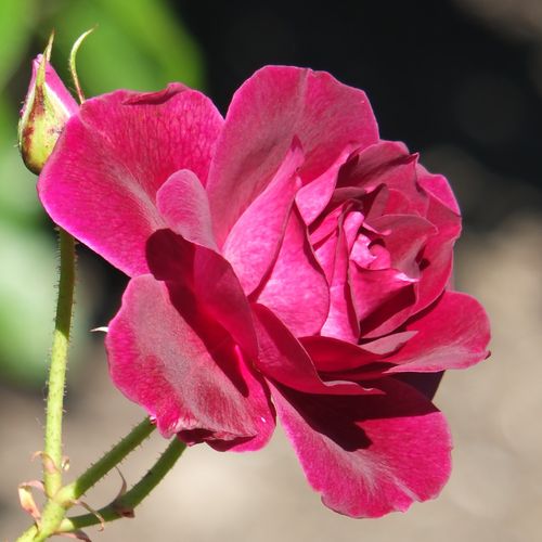位图 植物摄影 写实花卉 花朵 玫瑰花 免费素材产品工业素材免费下载
