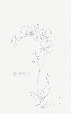 花卉线稿|纯艺术|绘画|云兮子 - 原创作品 