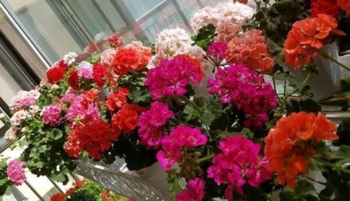 美爆阳台的4种花,迷人的花朵,开满整个花盆,快养起来吧 开花